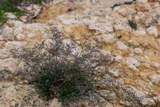 Photo Limonium de Gibert
