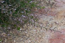 Photo Limonium de Gibert