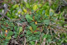 Photo Limonium de Gibert