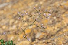Photo Limonium de Gibert