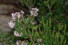 Photo Bruyre  fleurs nombreuses