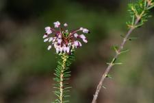 Photo Bruyre  fleurs nombreuses