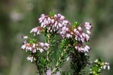 Photo Bruyre  fleurs nombreuses