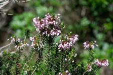 Photo Bruyre  fleurs nombreuses