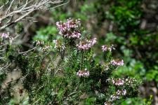 Photo Bruyre  fleurs nombreuses