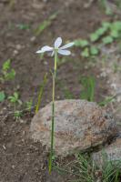 Photo Narcisse tardif (Narcisse dautomne)