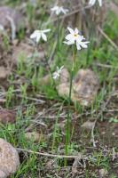 Photo Narcisse tardif (Narcisse dautomne)