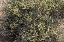 Photo Soude vermicule