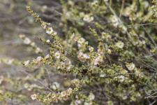Photo Soude vermicule