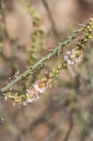 Photo Soude vermicule
