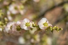 Photo Soude vermicule