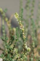 Photo Soude vermicule