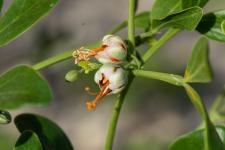 Zygophyllum fabago