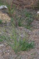 Photo ragrostis  aigrettes (ragrostide  aigrettes)