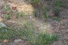 Photo ragrostis  aigrettes (ragrostide  aigrettes)