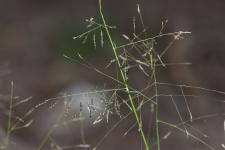 Photo ragrostis  aigrettes (ragrostide  aigrettes)