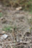 Photo ragrostis  aigrettes (ragrostide  aigrettes)