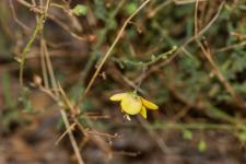 Photo Molne de Prunell
