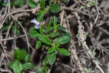 Photo Violette arborescente