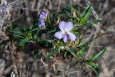 Photo Violette arborescente