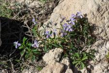 Photo Violette arborescente