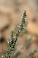 Photo Micromrie  feuilles obovales gristres