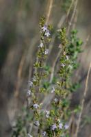Photo Micromrie  feuilles obovales gristres