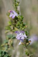 Photo Micromrie  feuilles obovales gristres