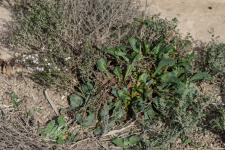 Photo Limonium dlicat