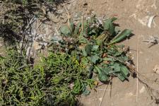 Photo Limonium dlicat