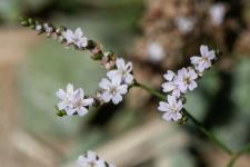 Photo Limonium dlicat