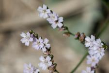 Photo Limonium dlicat