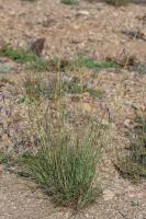 Photo Barbon velu (Barbon hriss)