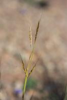 Photo Barbon velu (Barbon hriss)