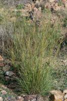 Photo Barbon velu (Barbon hriss)