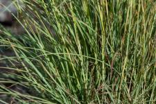 Photo Barbon velu (Barbon hriss)