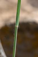 Photo Barbon velu (Barbon hriss)