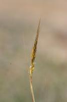 Photo Barbon velu (Barbon hriss)