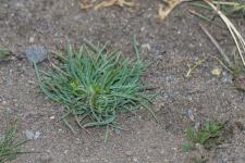 Photo Ammochloa de Palestine