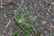 Photo Ammochloa de Palestine