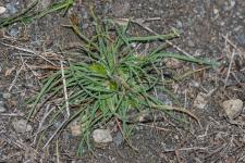 Photo Ammochloa de Palestine