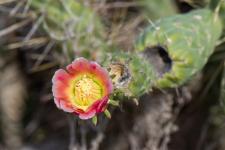 Photo Cane cactus (Cholla de lquateur)
