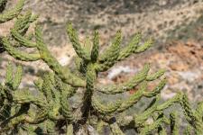 Cane cactus (Cholla de lquateur)