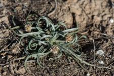 Photo Plantain ovode