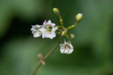 Photo Commicarpe plombagin