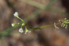 Photo Commicarpe plombagin
