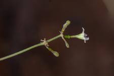 Photo Commicarpe plombagin