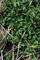 Photo Commicarpe plombagin