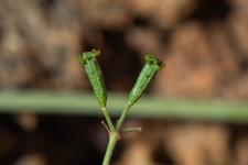 Photo Commicarpe plombagin