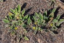 Aizoon des Canaries